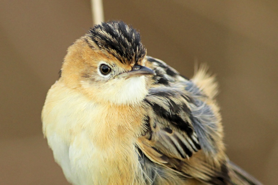 Golden-headed Cisticola (Cisticola exilis)